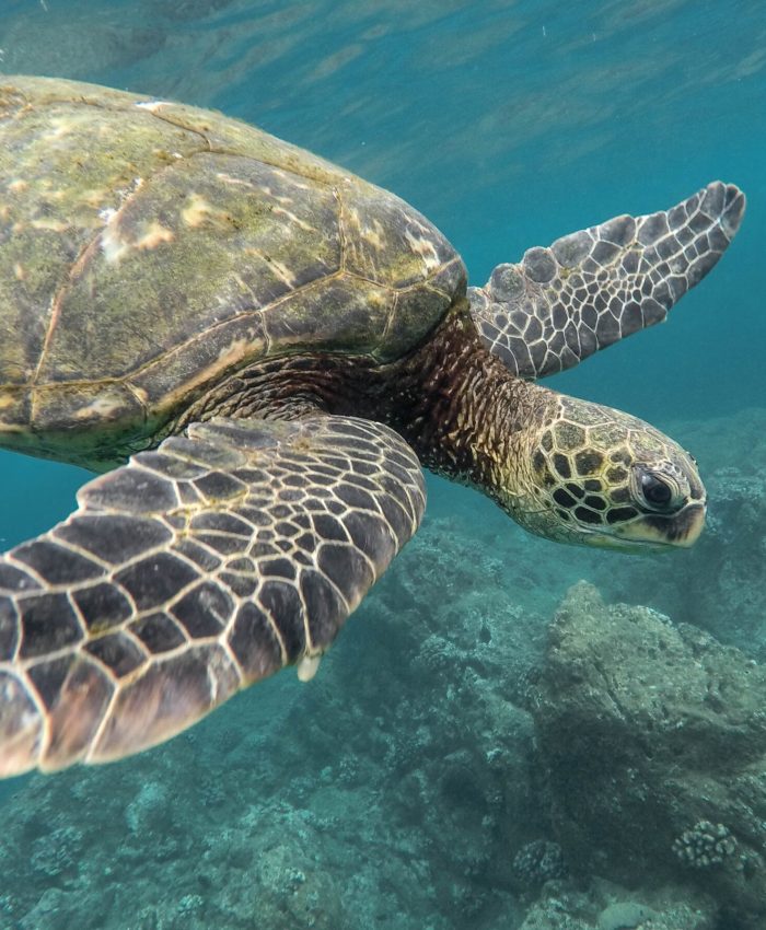 A beautiful closeup shot of a large turtle swimming underwater in the ocean