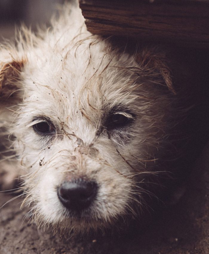 A closeup shot of a white dog under a rock