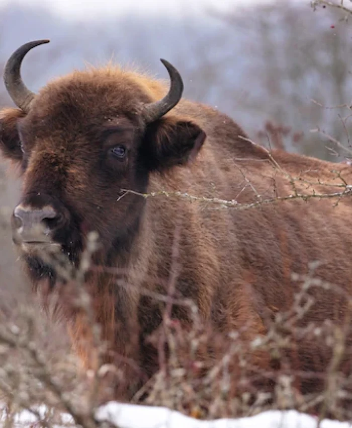 Animals in Podkarpacie